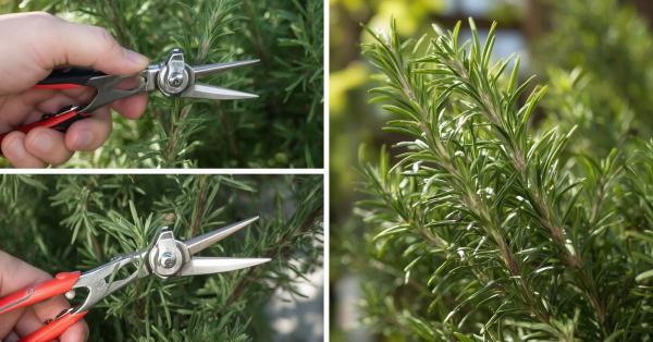 how to prune rosemary